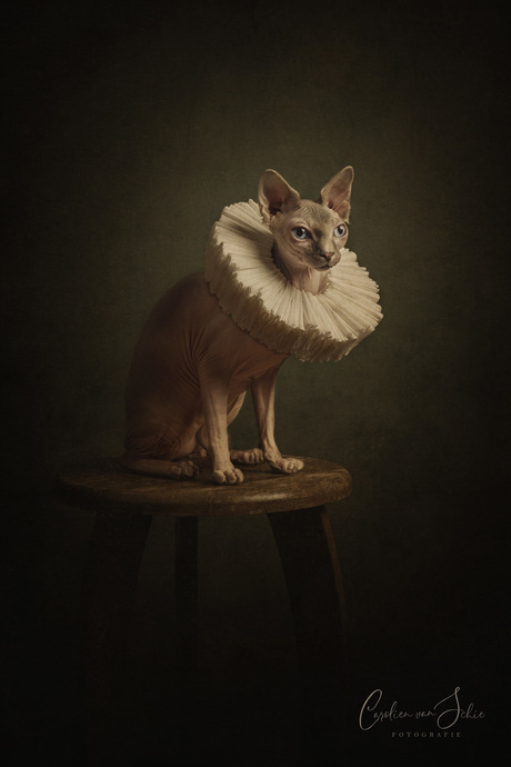 Portret van een Sphynx