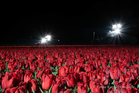 Tulpenpracht bij nacht