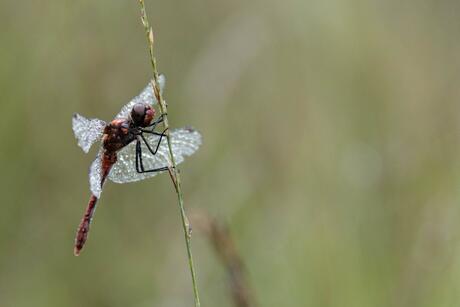 Libelle in dauw onhuld