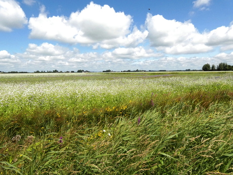 Landschap