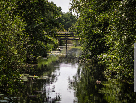 Bruggetje in een serene en natuurlijke sfeer