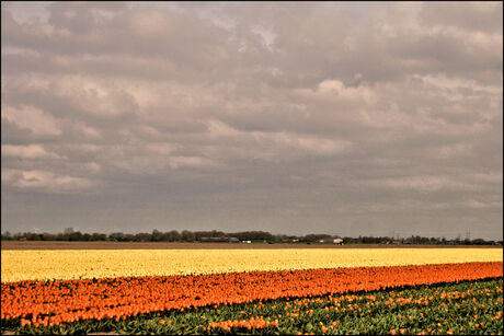 Tulpenbollenvelden in Noord Groningen