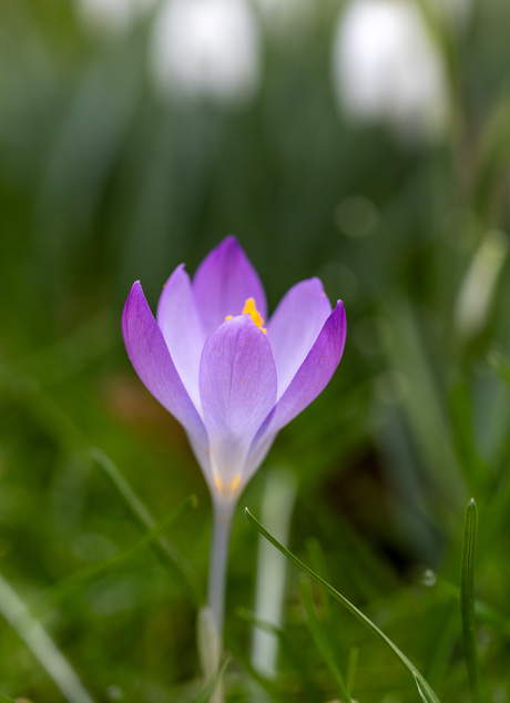 Crocus