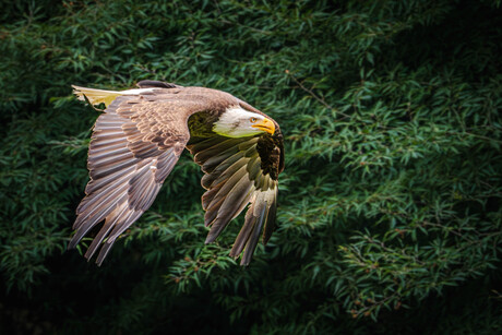 Amerikaanse Zeearend