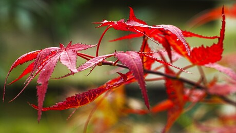 herfstkleuren kruipen door het blad van de Japanse esdoorn