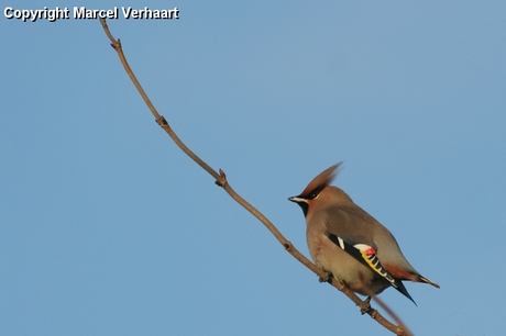 Pestvogel