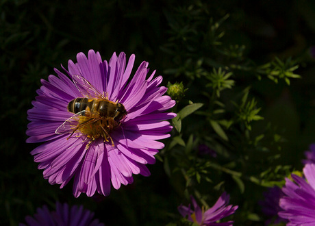 Herfst in de tuin.jpg