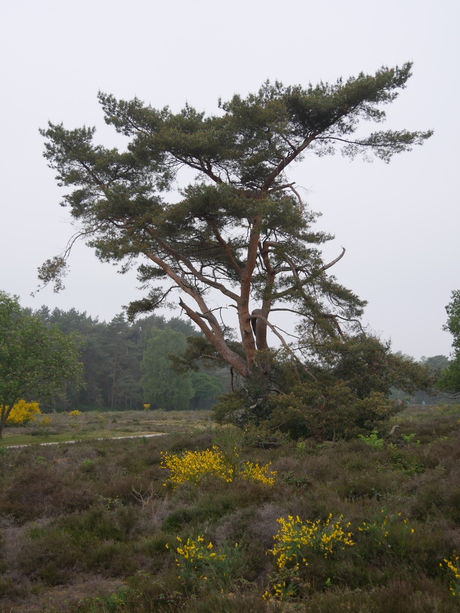 Heide bij Laren