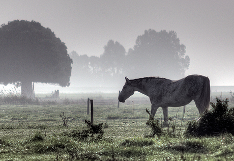 paard in de mist