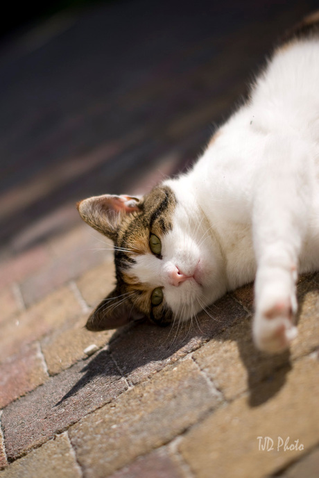 Onze kat in de tuin