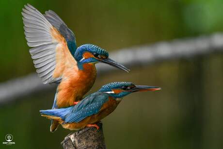 Paring ijsvogels- the kingfisher