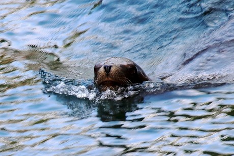 Zeehond