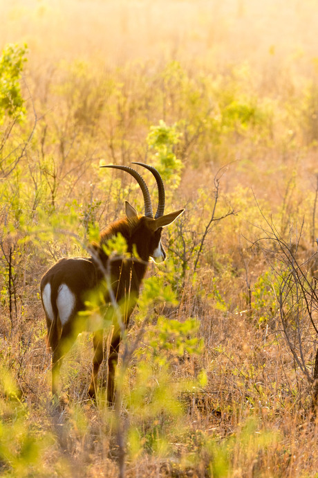 Antilope