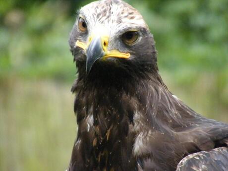 Steppe-steenarend Kris