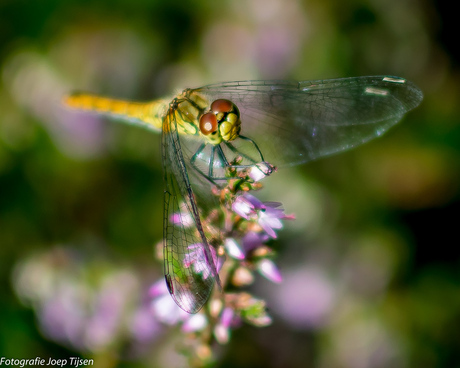 libelle