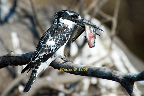 Bonte ijsvogel