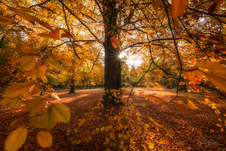 Autumn leaves