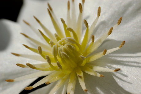 Clematis