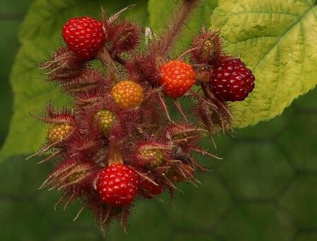 zomerfruit