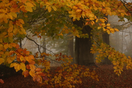 Herfstboom in de mist