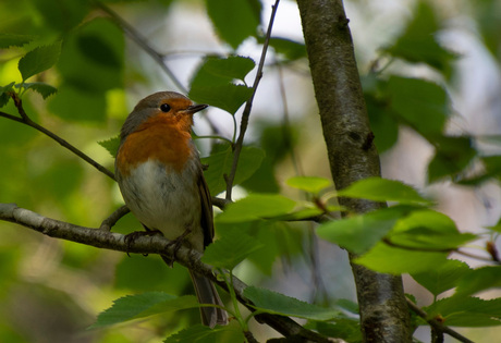 Roodborst