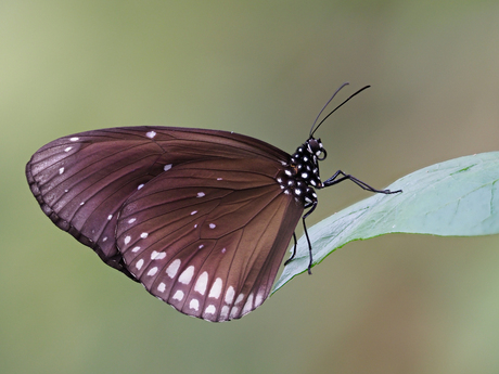 Blue diadem (Hypolimnas salmacis)