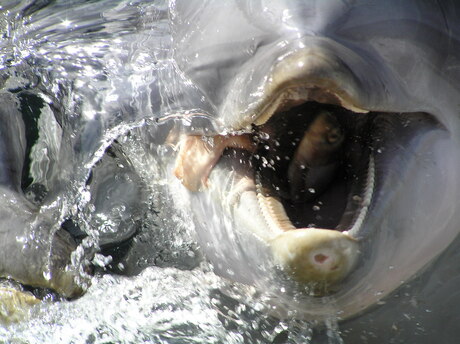Dolfijn met vis in zijn bek