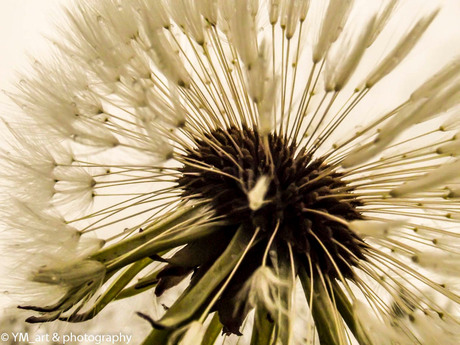 Paardenbloem na de regen (2x klikken)