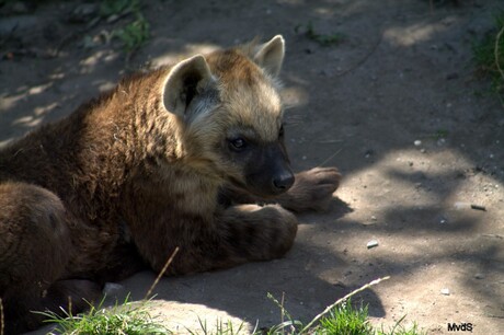 Hyena jong
