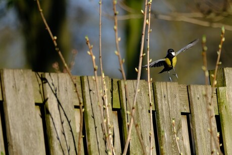 Koolmees in vlucht