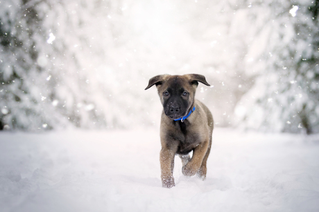 Running in the snow