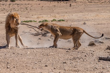 Interactie tussen leeuwin en mate