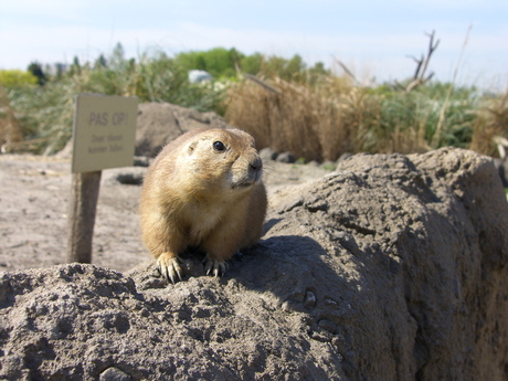 Prairiehondje