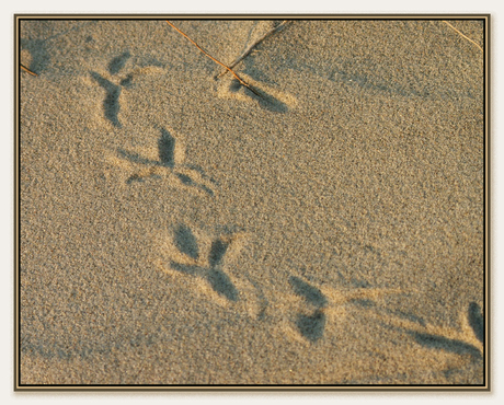 Sporen in het zand