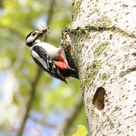 Grote Bonte Specht