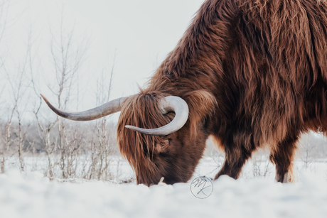 Hooglander in de sneeuw