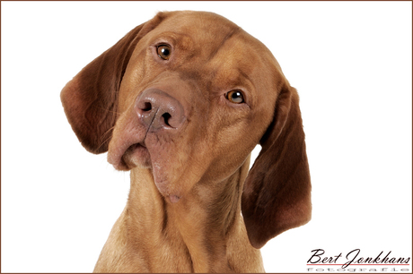 Vizsla