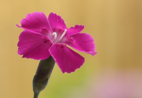 Dianthus.....