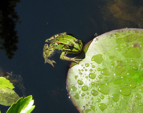 Groene kikker