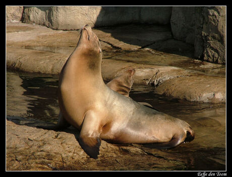 zeehonden aan het zonnen