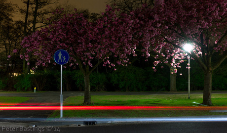 Kersenbloesem by night