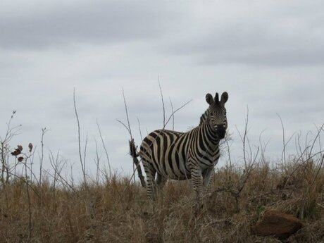 Zebra