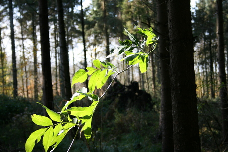 Groen in het bos