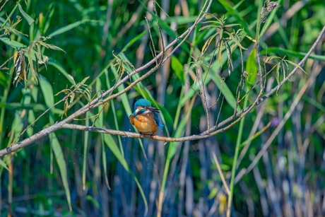 Ijsvogel