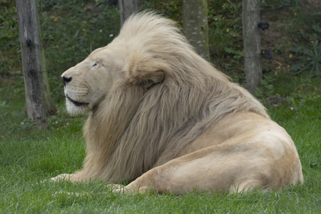 Afrikaanse leeuw