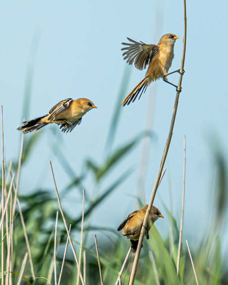 Jonge baardmannetjes 