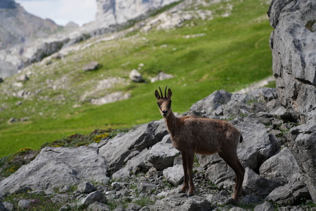 Berggeit in Picos de Europa