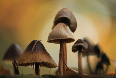 Paddenstoelen bij herfstlicht