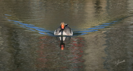 Een Grauwe Gans.............