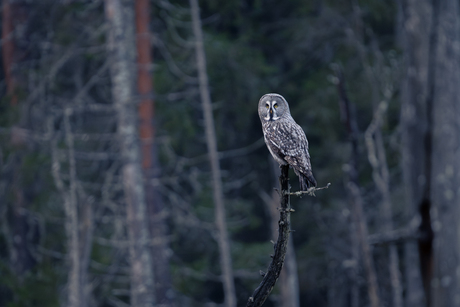 Laplanduil in het wild